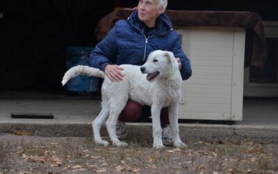 Emil | Herdenschutz-Mischling | 7 Monate