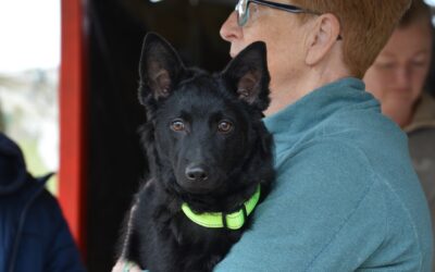 Elmo | Mischlings-Rüde | 6 Monate