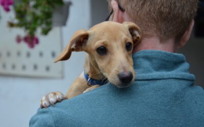 Pille | Dackel-Mix-Hündin | 4 Monate