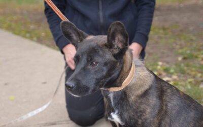 Luna | Mischlings-Hündin | 6 Monate