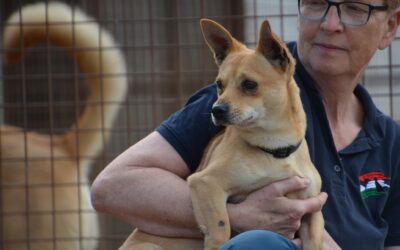 Cenke | Mischlings-Rüde | 2 Jahre