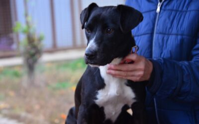 Sebes | Mischlings-Hündin | 1 Jahr