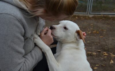 Stella | Mischlings-Hündin | 1 Jahr