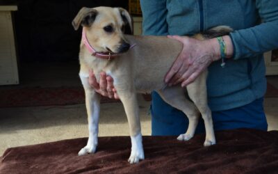 Picur | Mischlings-Hündin | 5 Monate