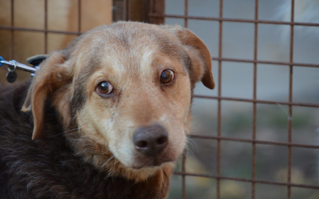 Csezar | Mischlings-Rüde | 10 Jahre