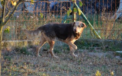 Csezar | Mischlings-Rüde | 10 Jahre