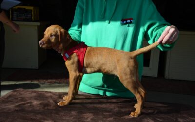 Lajkó | Vizsla-Mix-Rüde | 3 Monate