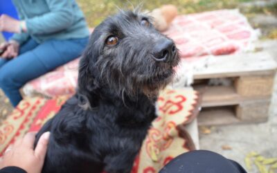 Molli | Dackel-Mix-Hündin | 5 Jahre