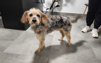 Benji | Mischling | 3 Jahr