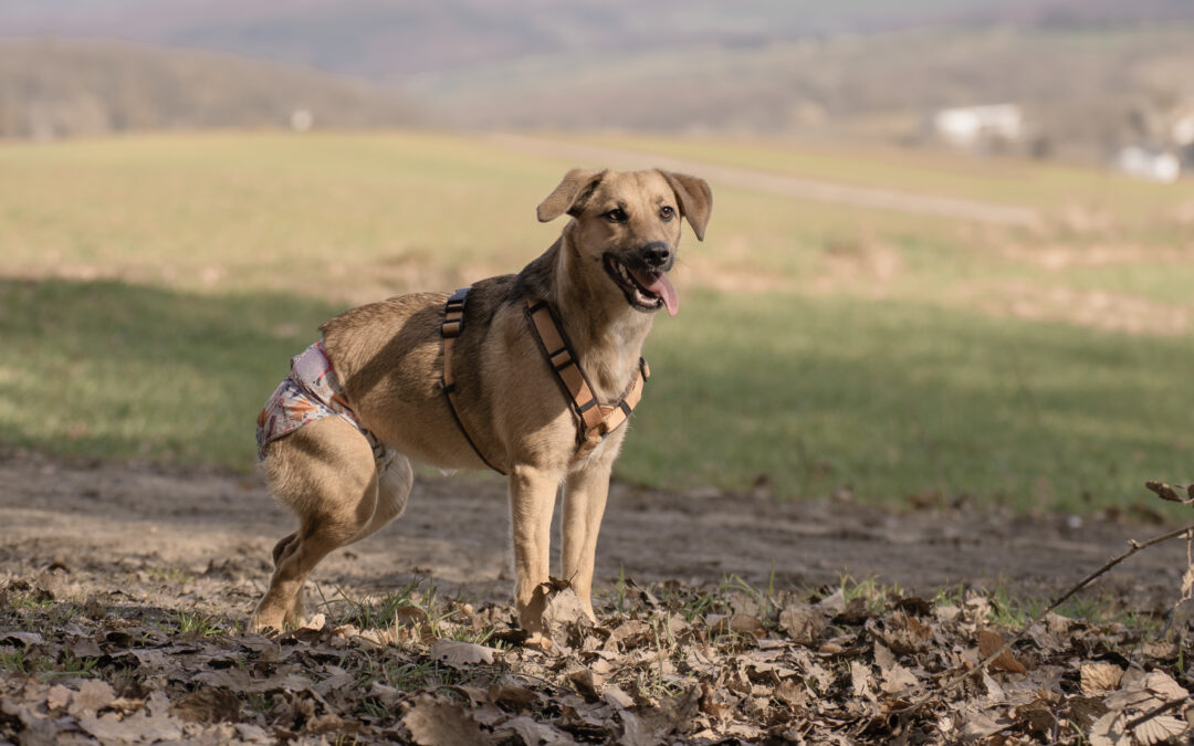 Tapi | Mischlings-Hündin | geb. 04.2025