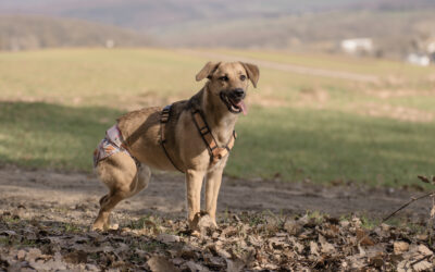 Tapi | Mischlings-Hündin | geb. 04.2025