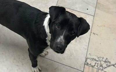 Sebes | Mischlings-Hündin | 1 Jahr