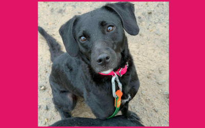 Wilma | Mischlings-Hündin | 2 Jahre