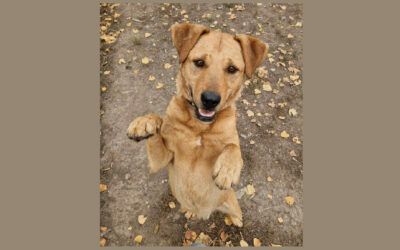 Cserje | Mischlings-Rüde | 3 Jahre