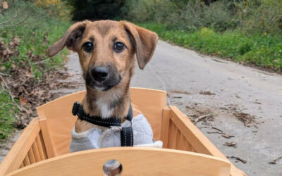 Tapi | Mischlings-Hündin | geb. 04.2025