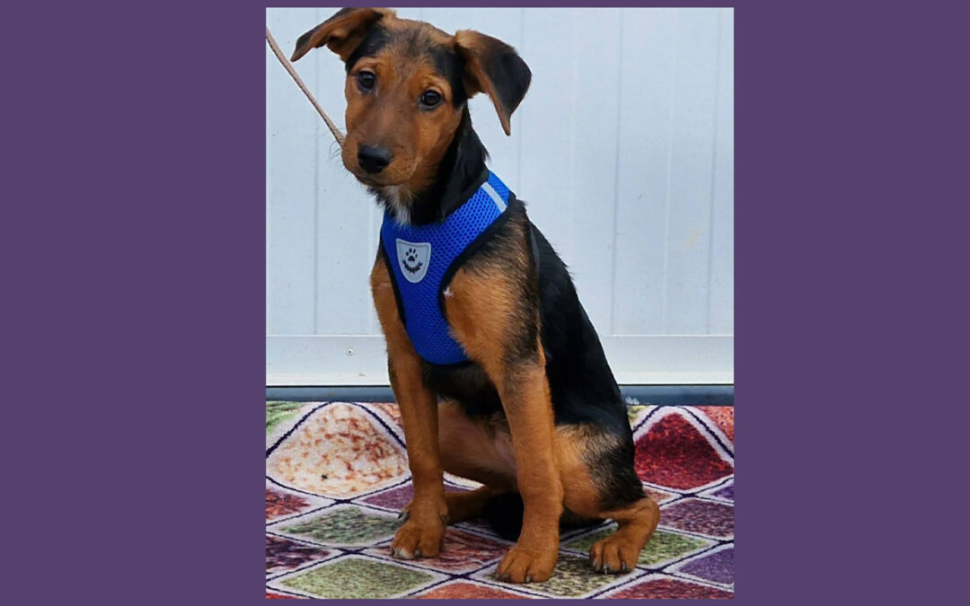 Manda | Mischlings-Hündin | 5 Monate