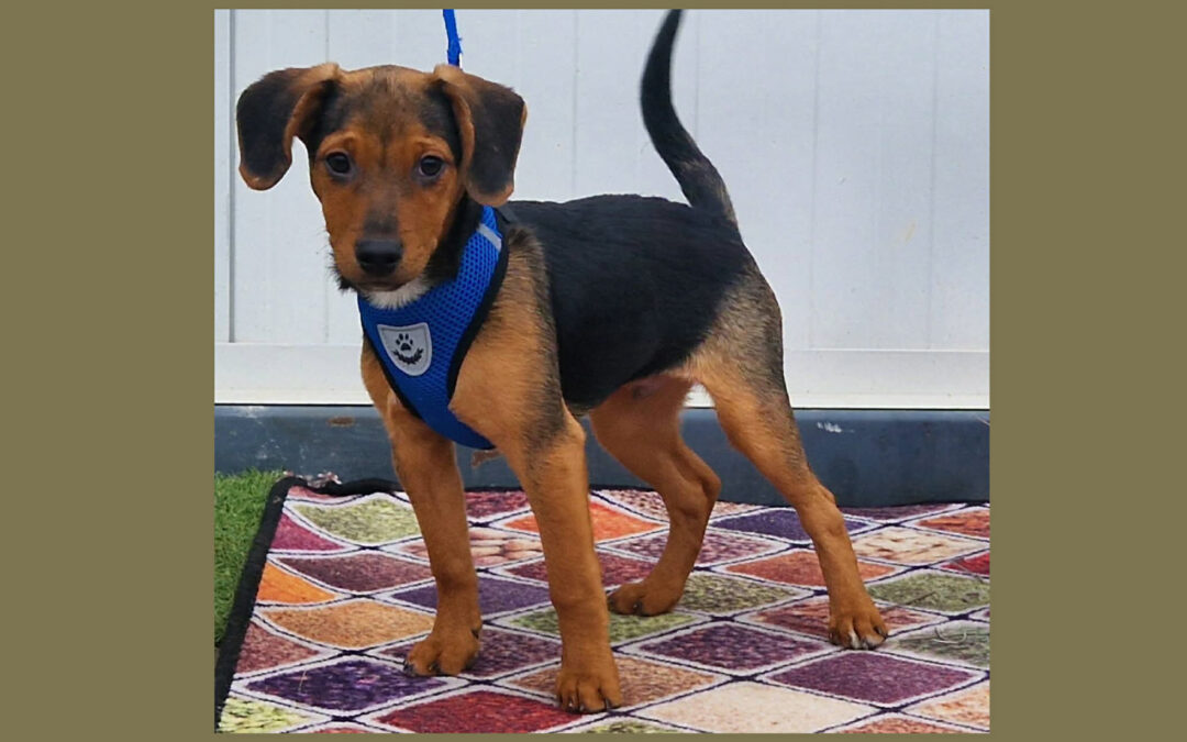 Mózsi | Mischlings-Rüde | 5 Monate