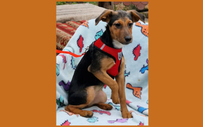 Mendi | Mischlings-Hündin | 5 Monate