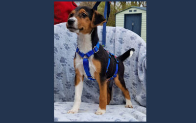 Mirkó | Mischling | 5 Monate