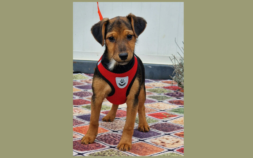 Milla | Mischlings-Hündin | 5 Monate