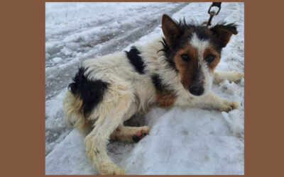 Lotti | Terrier-Mix | 2 Jahre