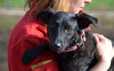 Leesha | Mischlings-Hündin | 1 Jahr