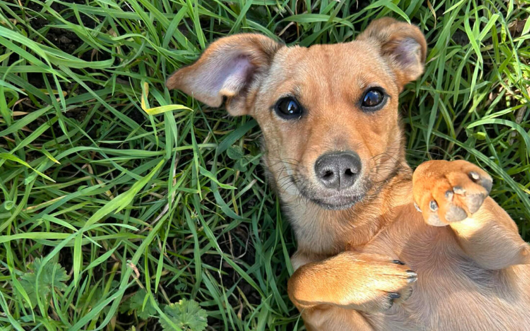 Kloé | Mischlings-Hündin | 4 Monate