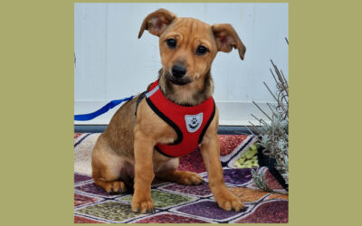 Kloé | Mischlings-Hündin | 4 Monate