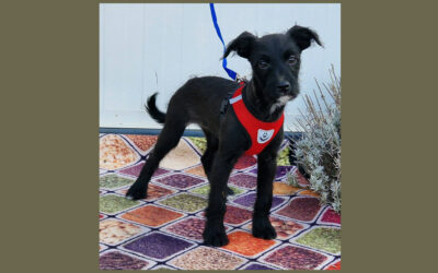 Fruska | Mischlings-Hündin | 4 Monate