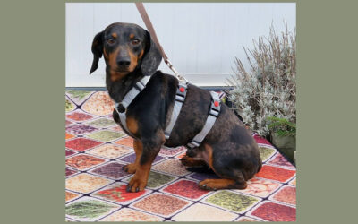 Oszkár | Dackel-Rüde | 2 Jahre