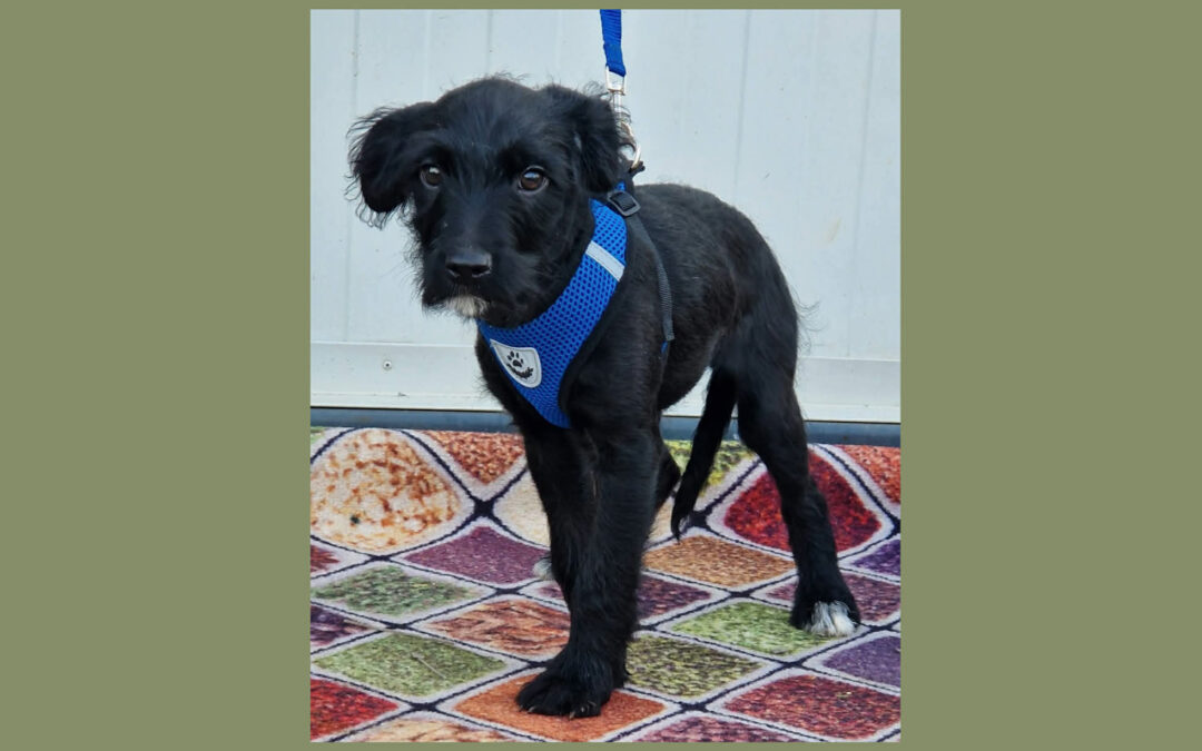 Fercsi | Mischlings-Rüde | 4 Monate