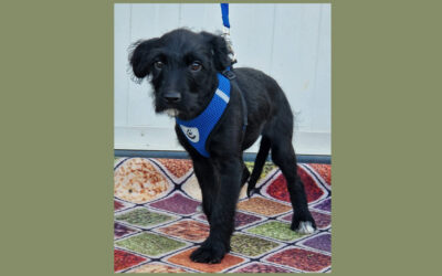 Fercsi | Mischlings-Rüde | 4 Monate