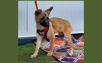 Dafke | Mischlings-Hündin | 4 Monate