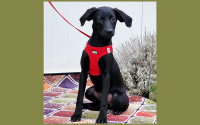 Hejko | Mischling | 5 Monate