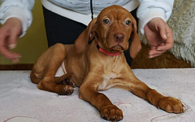 Bájos | Vizsla-Hündin | 3 Monate