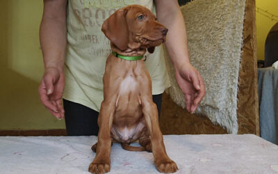 Betyàr | Vizsla-Rüde | 3 Monate