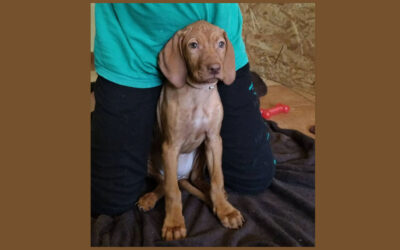 Buvös | Vizsla-Hündin | 3 Monate