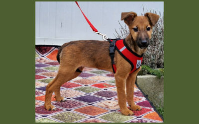 Dalia | Mischlings-Hündin | 4 Monate