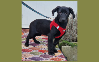 Huba | Mischlings-Rüde | 5 Monate