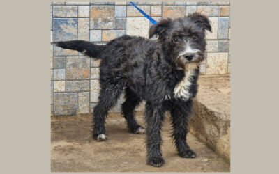 Frèzia | Mischlings-Hündin | 4 Monate