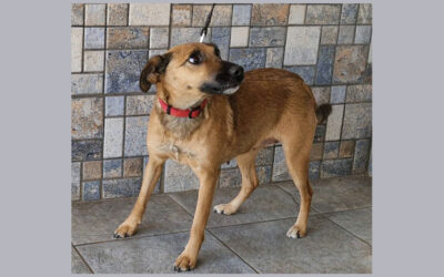 Terus | Mischlingshündin | 3 Jahre