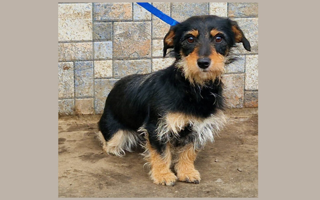 Jette | Dackel-Mix-Hündin | 1 Jahr