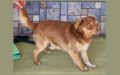 Tuan | Mischlings-Rüde | 1 Jahr