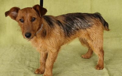 Icu | Terrier-Mix-Hündin | 1 Jahr