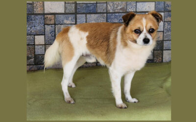 Tibi | Mischlings-Rüde | 1 Jahr