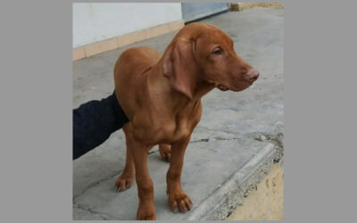 Bojnok | Vizsla-Rüde | 4 Monate