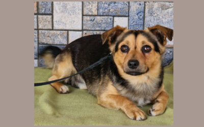 Tibó | Misvchlings-Rüde | 1 Jahr