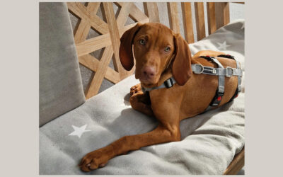 Bajnok | Vizsla-Rüde | 4 Monate