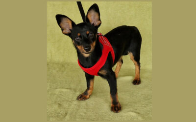 Zelma | Mischlings-Hündin | 4 Monate