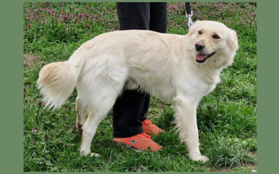Szoren | Retriever-Mischling | 1 Jahr